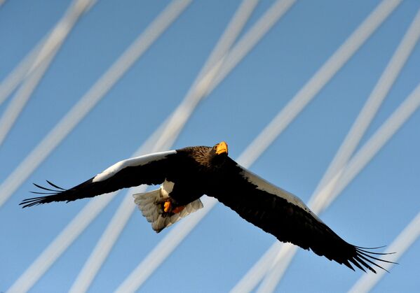 الطير الجارح عقاب البحر، ذو الرأس الأبيض، يطير فوق قرن الخليج الذهبي بفلاديفوستوك. الطير الجارح عقاب البحر، ذو الرأس الأبيض، يطير فوق قرن الخليج الذهبي بفلاديفوستوك. - سبوتنيك عربي