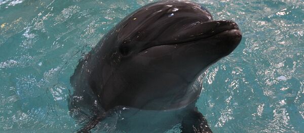 دلفين - سبوتنيك عربي