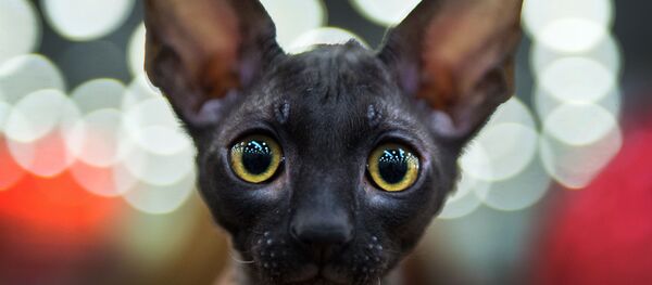 قطة من فصيلة Cornish Rex أثناء المسابقة الدولية لعرض الققط في موسكو، 5 مارس/ آذار 2016. قطة من فصيلة Cornish Rex أثناء المسابقة الدولية لعرض الققط في موسكو، 5 مارس/ آذار 2016. - سبوتنيك عربي