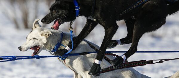 الكلاب خلال المسابقات على الثلج في ألاسكا، 6 مارس/ آذار 2016. - سبوتنيك عربي