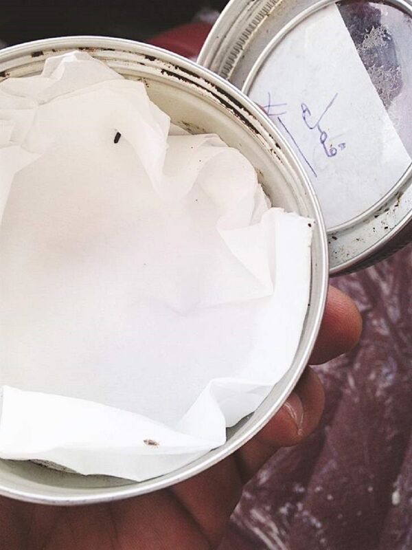  لماذا تشتري نساء الكويت القمل الحي؟ - سبوتنيك عربي