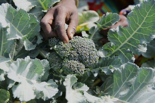 البروكلي - سبوتنيك عربي