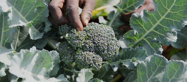 البروكلي - سبوتنيك عربي