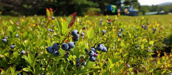 التوت الأزرق التوت الأزرق - سبوتنيك عربي