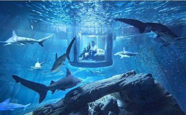 أستمتع بقضاء ليلة مع أسماك القرش - سبوتنيك عربي