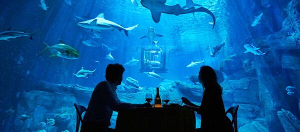 أستمتع بقضاء ليلة مع أسماك القرش - سبوتنيك عربي