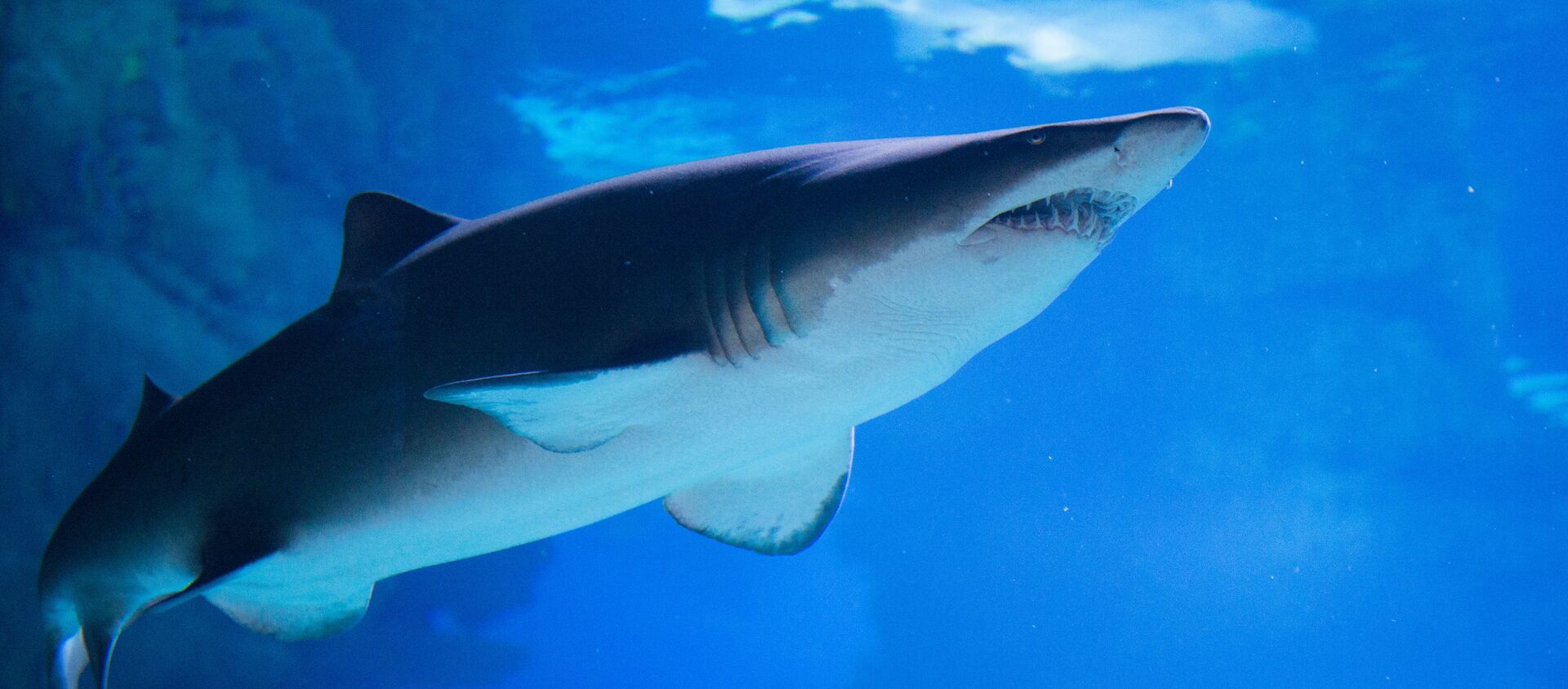 حوت - سبوتنيك عربي, 1920, 18.01.2021