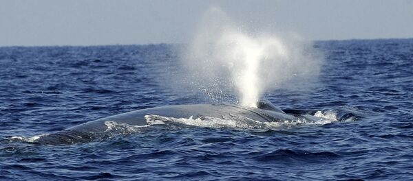 حوت حوت - سبوتنيك عربي