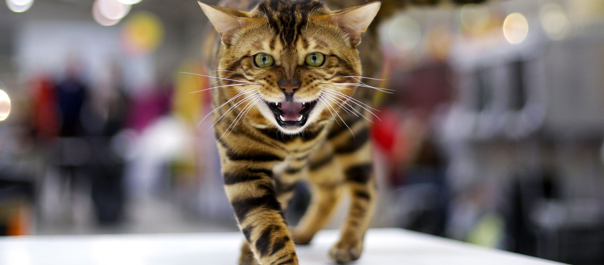 قط البنغال خلال معرض القطط فائز البحر الأبيض المتوسط 2016 في روما، 3 ابريل/ نيسان 2016. - سبوتنيك عربي, 1920, 02.05.2021