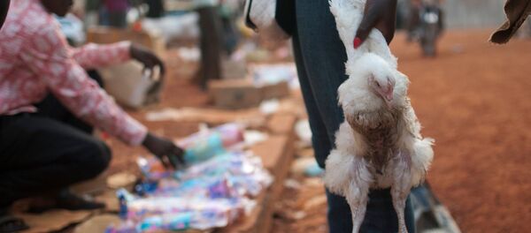 امرأة تحمل دجاجة لطبخها في عيد الكريسماس في سوق وسط مدسنة بانغةي بجمهورية أفريقيا الوسطى. امرأة تحمل دجاجة لطبخها في عيد الكريسماس في سوق وسط مدسنة بانغةي بجمهورية أفريقيا الوسطى. - سبوتنيك عربي