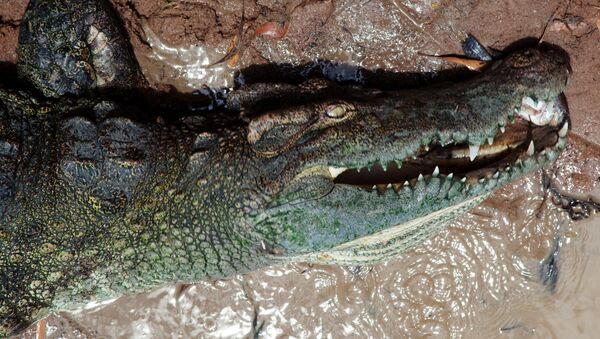 تمساح - سبوتنيك عربي