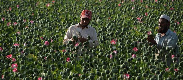 موسم حصاد نبات الخشخاش المخدر في أفغانستان، 10 أبريل/ نيسان 2016. - سبوتنيك عربي