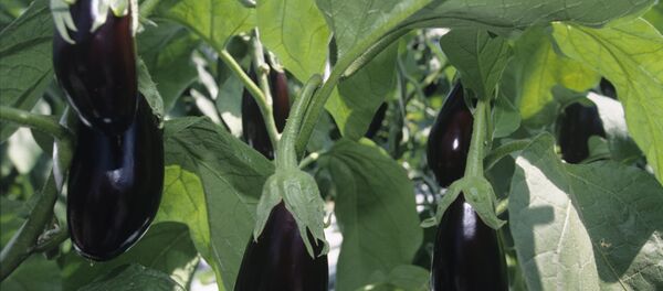 الباذنجان - سبوتنيك عربي