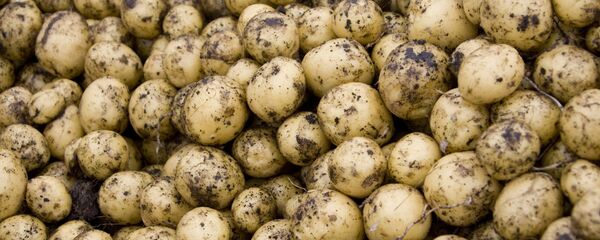 بطاطا - سبوتنيك عربي