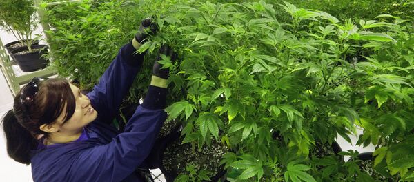 ماريجوانا ماريجوانا - سبوتنيك عربي