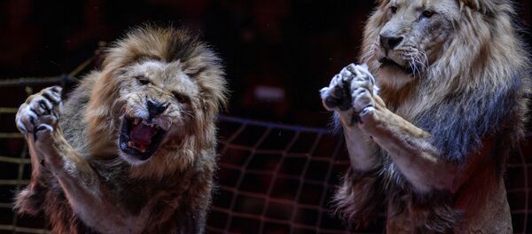 عرض جديد للأسود في سيرك موسكو الكبير عرض جديد للأسود في سيرك موسكو الكبير - سبوتنيك عربي