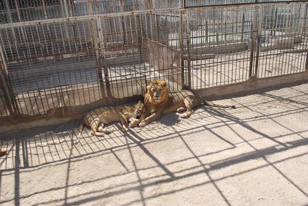 حديقة الحيوان فى دمشق - سبوتنيك عربي