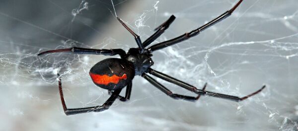 الأرملة السوداء - سبوتنيك عربي