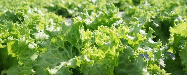 روسيا تحظر استيراد الخس من تركيا وقد تحظر باقي الخضروات روسيا تحظر استيراد الخس من تركيا وقد تحظر باقي الخضروات - سبوتنيك عربي