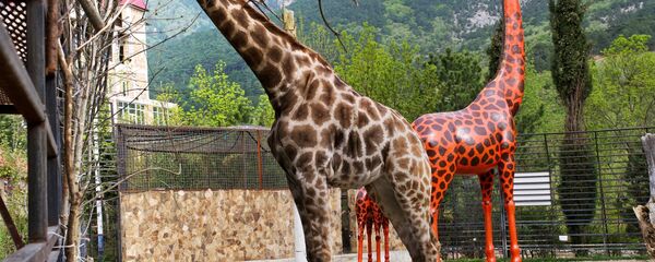 زرافة - سبوتنيك عربي