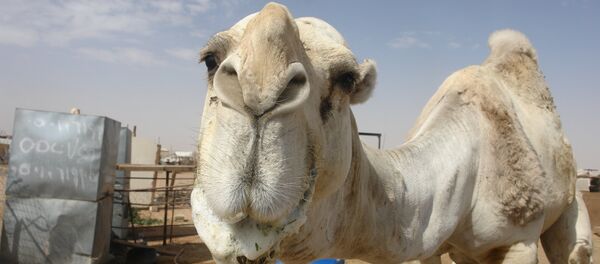 At the camel market in Riyadh - سبوتنيك عربي