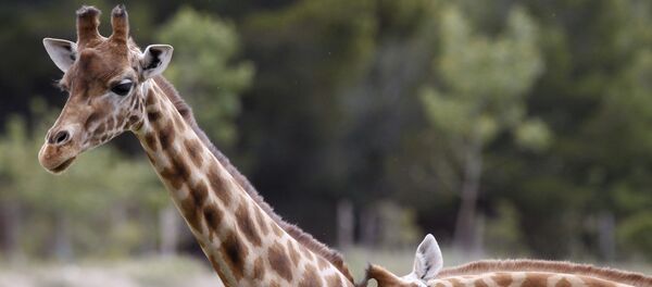 الحب الحب - الزرافة في فرنسا، 24 مايو/ آيار 2016. - سبوتنيك عربي