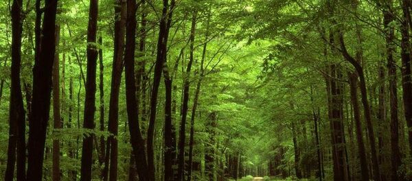 غابة - سبوتنيك عربي