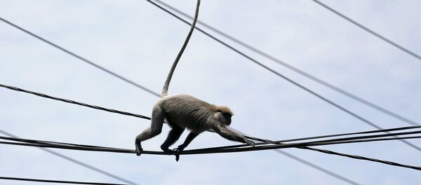 قرد - سبوتنيك عربي