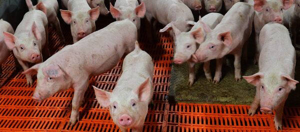 خنازير - سبوتنيك عربي