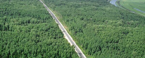 غابات الـتايغا الروسية - سبوتنيك عربي