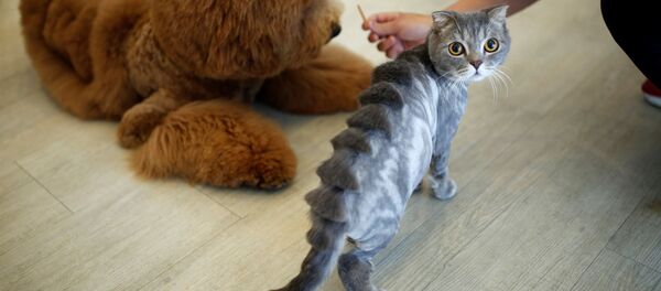 كلب وقط وتسريحتهما الفريدتين في محل للحيوانات الأليفة في تايوان، 19 يونيو/ حزيران 2016. - سبوتنيك عربي