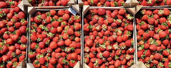 موسم حصاد ثمار الفراولة في محافظة موسكو. - سبوتنيك عربي