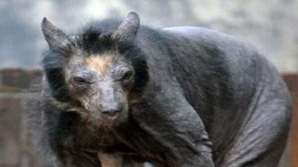 مصاص للدماء - سبوتنيك عربي