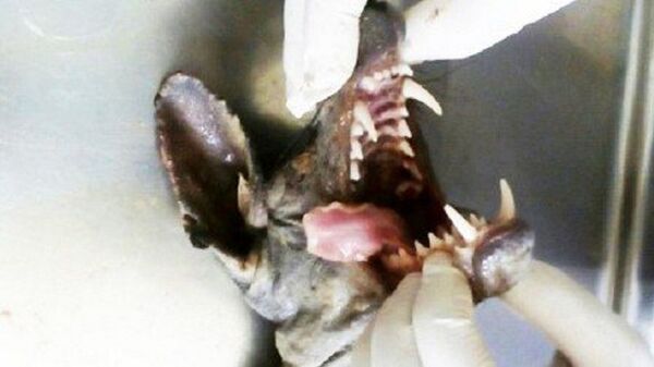 مصاص للدماء - سبوتنيك عربي