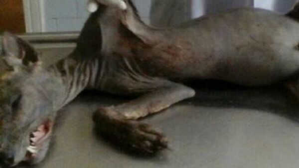 مصاص للدماء - سبوتنيك عربي