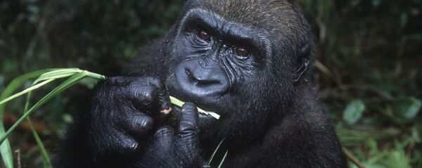 قرود الشمبانزي تسكر في الطبيعة قرود الشمبانزي تسكر في الطبيعة - سبوتنيك عربي