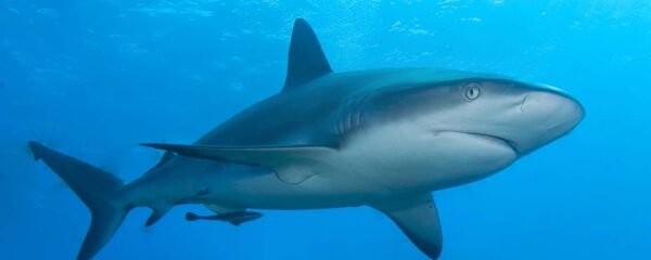 سمك القرش سمك القرش - سبوتنيك عربي