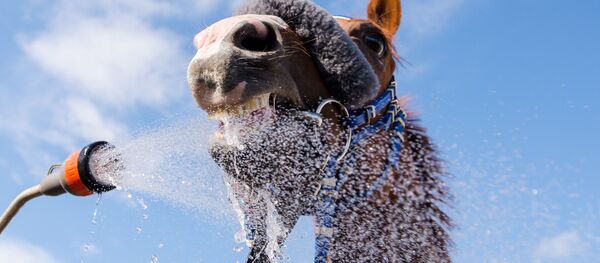 خيل تأخذ حماما بارداً بعد سباق في هامبورغ، 3 يوليو\ تموز 2016 - سبوتنيك عربي