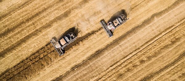 حصاد القمح في كرانودلرسكي كراي، روسيا. - سبوتنيك عربي