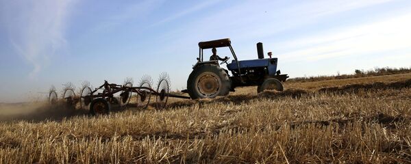 حقول القمح - سبوتنيك عربي