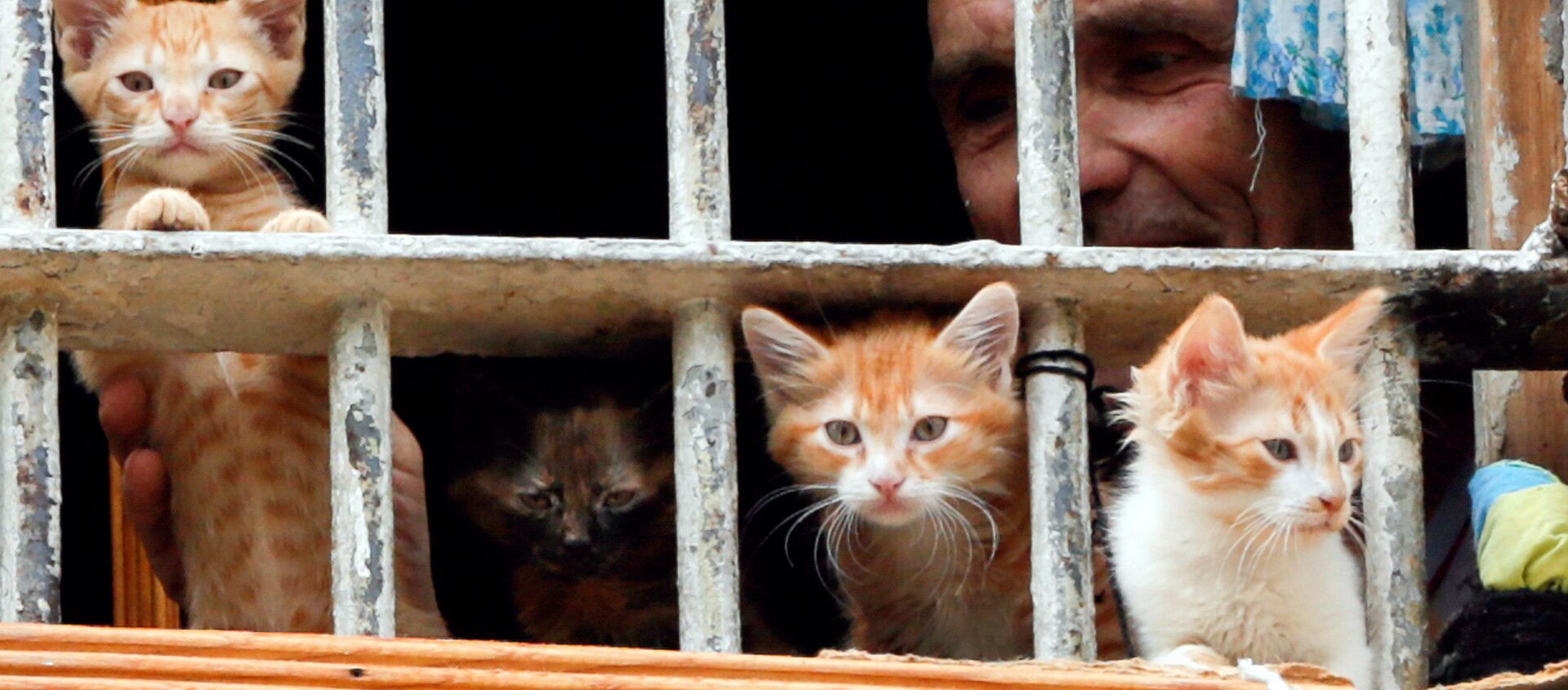 سجين يطل من شباك غرفته بكييف، أوركانيا 19 يوليو/ تموز 2016 - سبوتنيك عربي, 1920, 27.08.2021