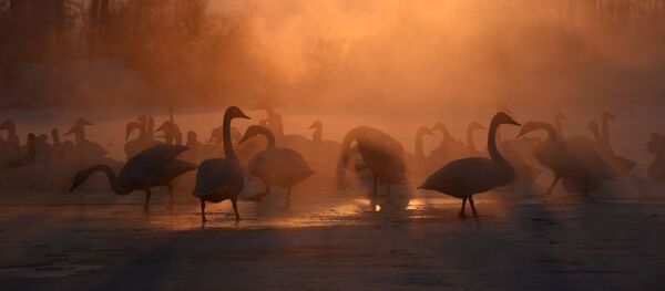 بجع - سبوتنيك عربي