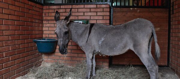 حمار حمار - سبوتنيك عربي