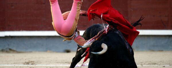 ثور يطيح بالمتادور بابلو خلال مصارعة الثيران بمدريد - سبوتنيك عربي