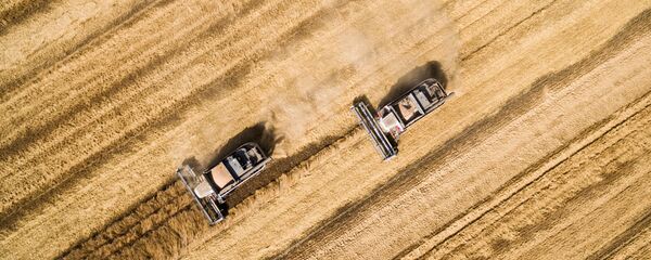 جني المحصول الزراعي في إقليم كراسنودار - سبوتنيك عربي