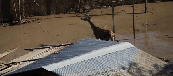 فيضان فيضان - سبوتنيك عربي