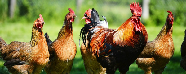 دجاج - سبوتنيك عربي