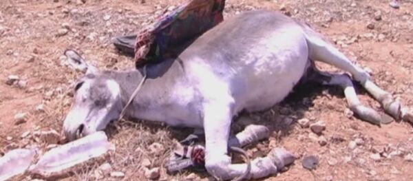 الحمير آخر أمل للدواعش بفك حصارهم في البادية السورية - سبوتنيك عربي