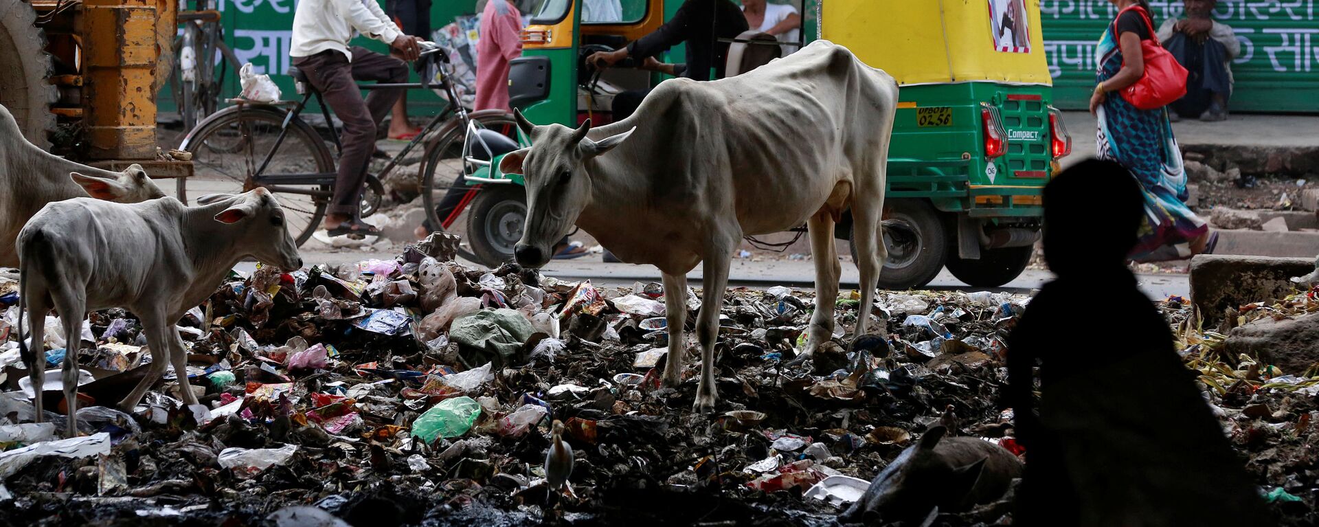 الأبقار تقف وسط القمامة في أحد شوارع مدينة أغرا، الهند 8 أغسطس/ آب 2016 - سبوتنيك عربي, 1920, 12.09.2020