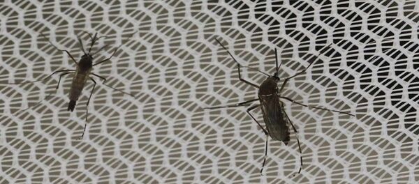 حشرات - سبوتنيك عربي